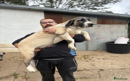 Anatolian Shepherd dogs for sale: Anatolian Shepherd(Malakli) - Image 10