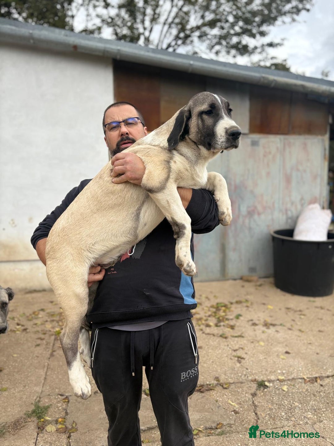 Anatolian Shepherd dogs for sale: Anatolian Shepherd(Malakli) - Image 10