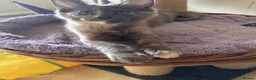 Maine Coon cats for sale: READY TO LEAVE NOW GCCF PEDIGREE MAINECOON KITTENS - Advert 2