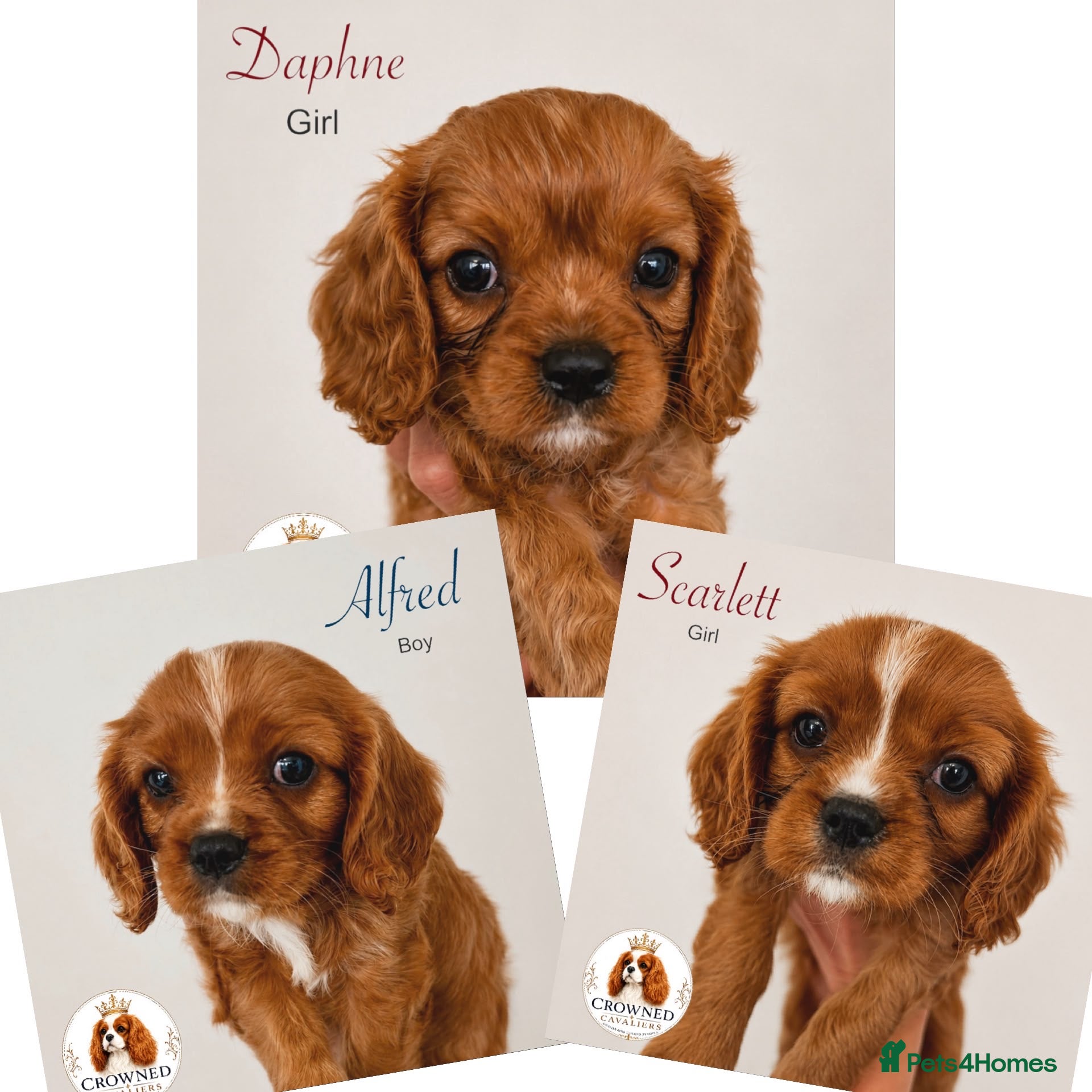 Cavalier King Charles Spaniel dogs Beautiful Cavalier King Charles Pups - Advert 1
