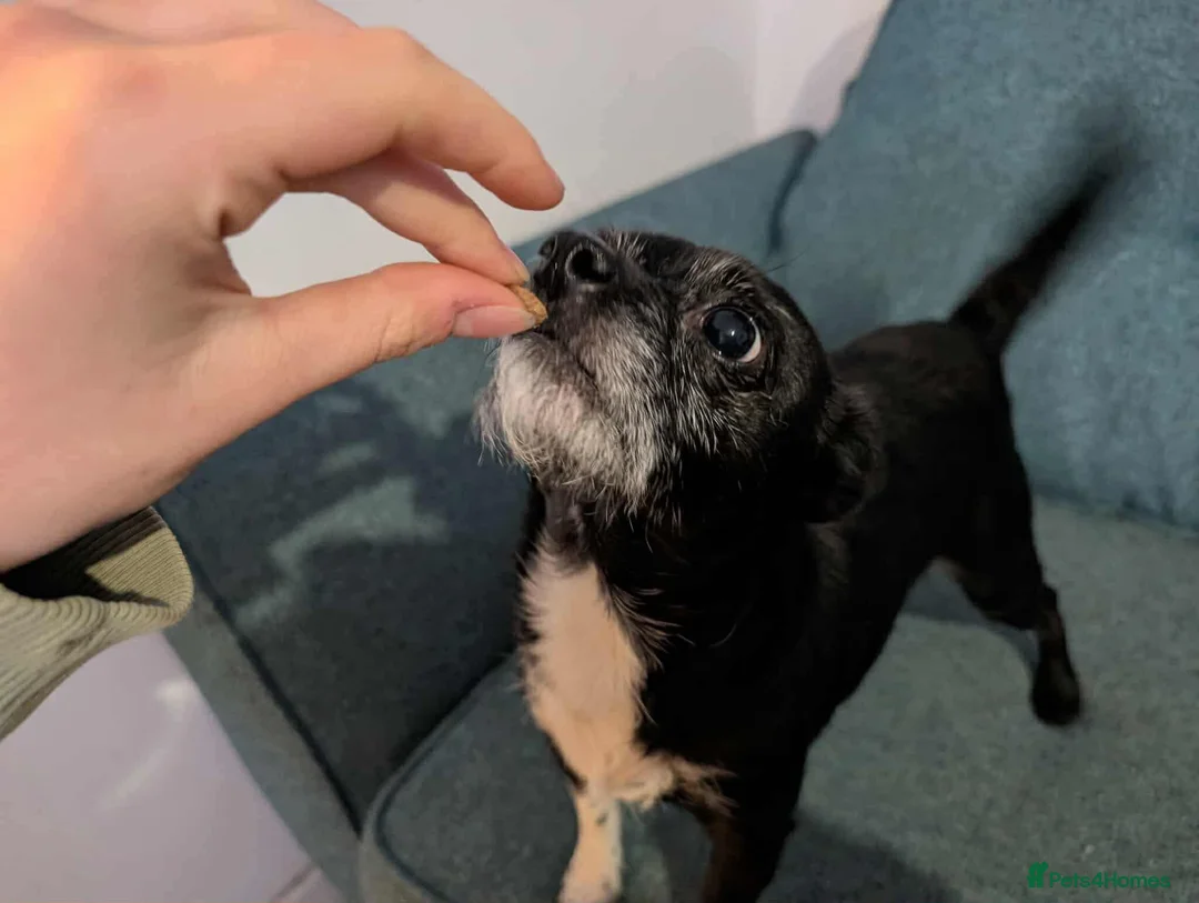 Mixed Breed dogs for sale: 4/5 year old Male Chihuahua x terrier mix - Advert 3