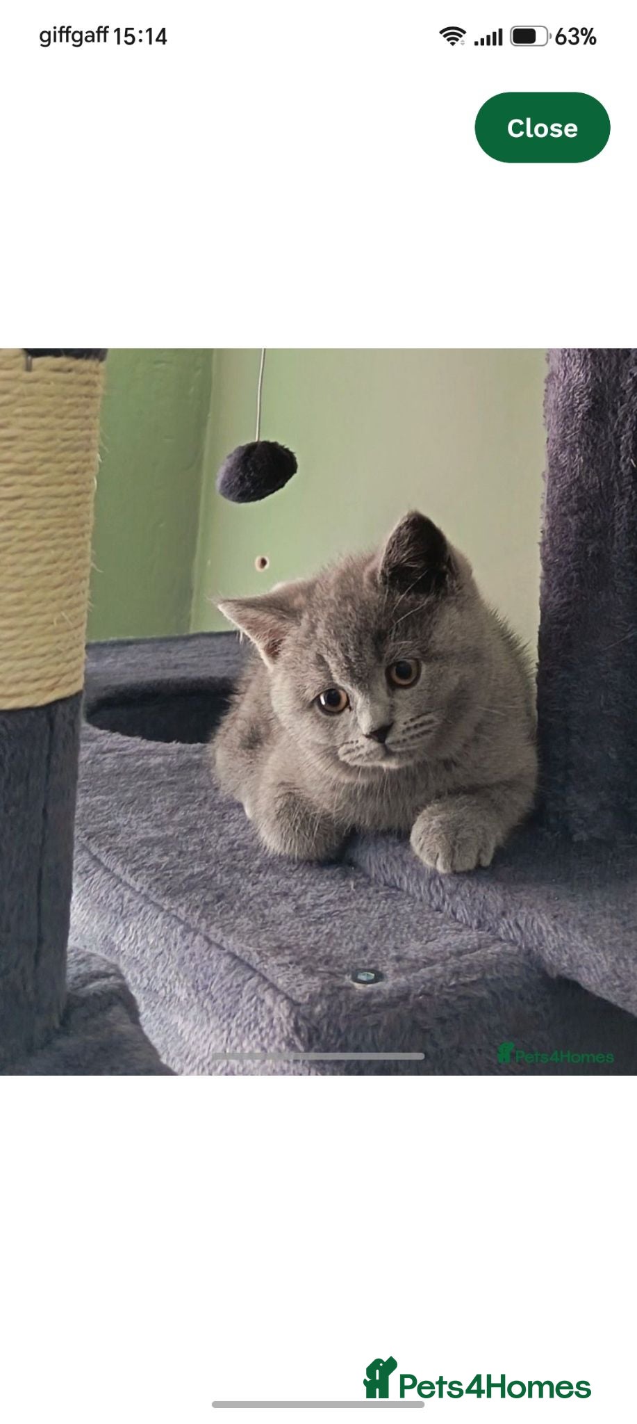 British Shorthair cats *GCCF Registered Babies, Ready Now* - Advert 3