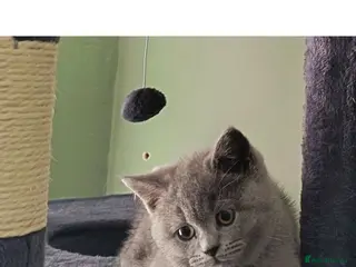 British Shorthair cats *GCCF Registered Babies, Ready Now* - Advert 3