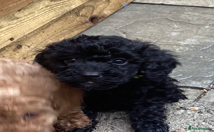 Doxiepoo dogs - Advert 1