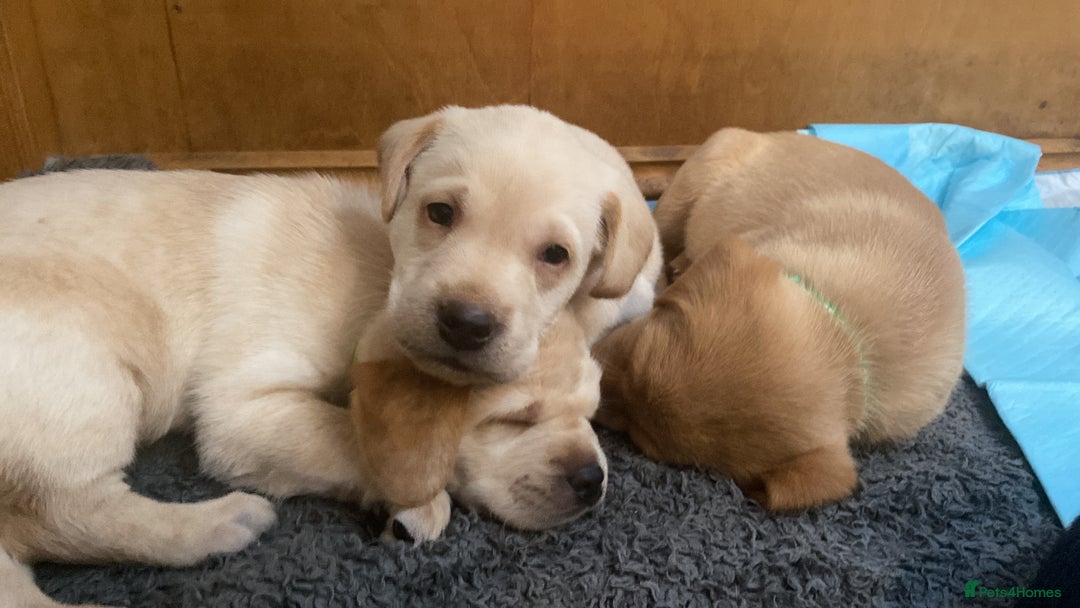 Labrador Retriever dogs for sale: Stunning Labrador Puppies - Image 9