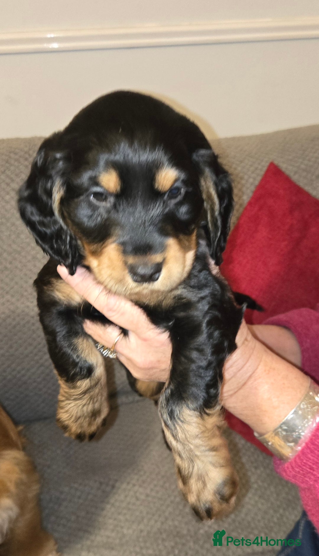 Cocker Spaniel dogs for sale: Show/Working Cocker spaniel puppies  - Advert 5