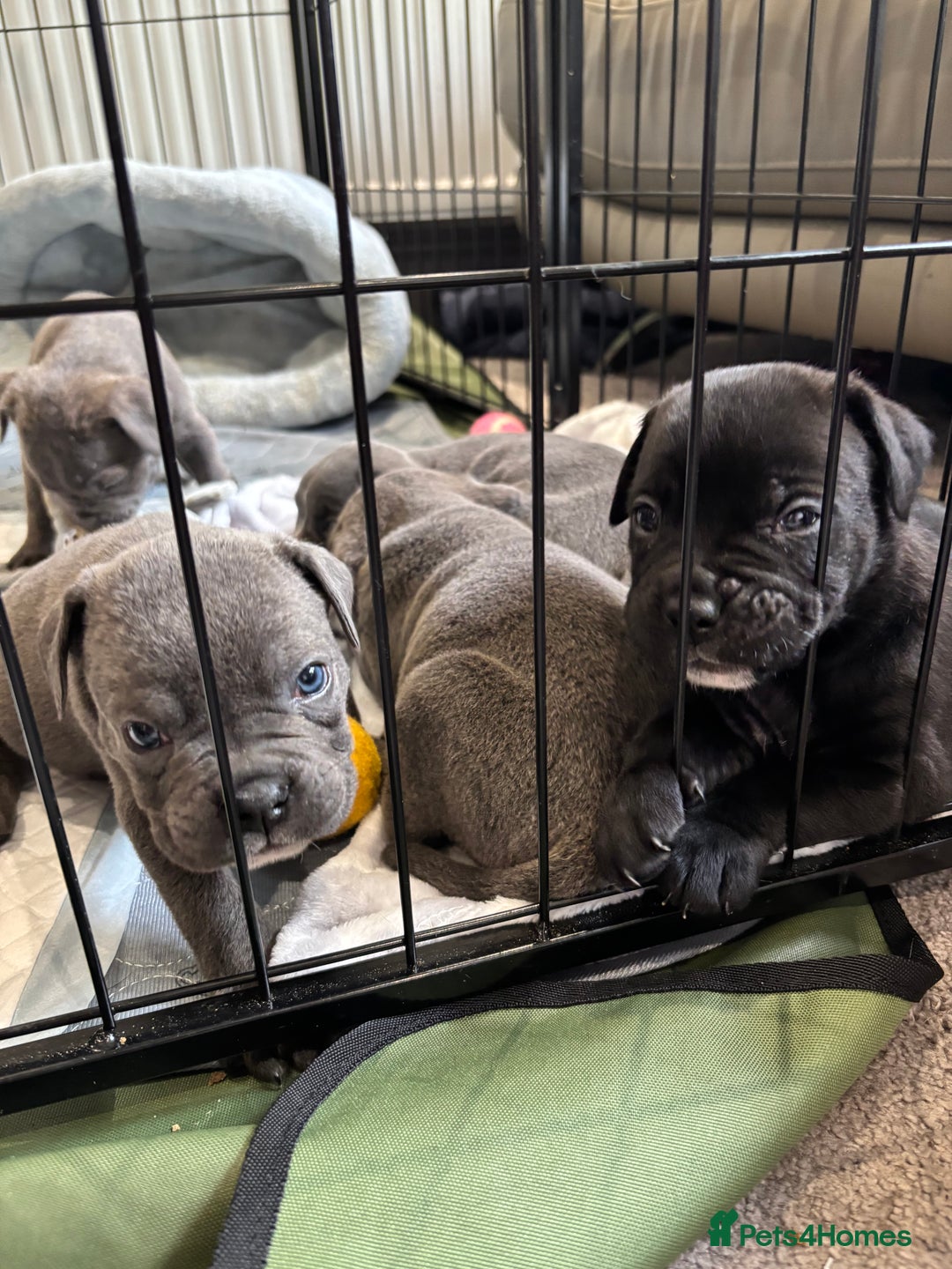 Mixed Breed dogs for sale: canó corso cross british bulldog puppy’s  - Image 33