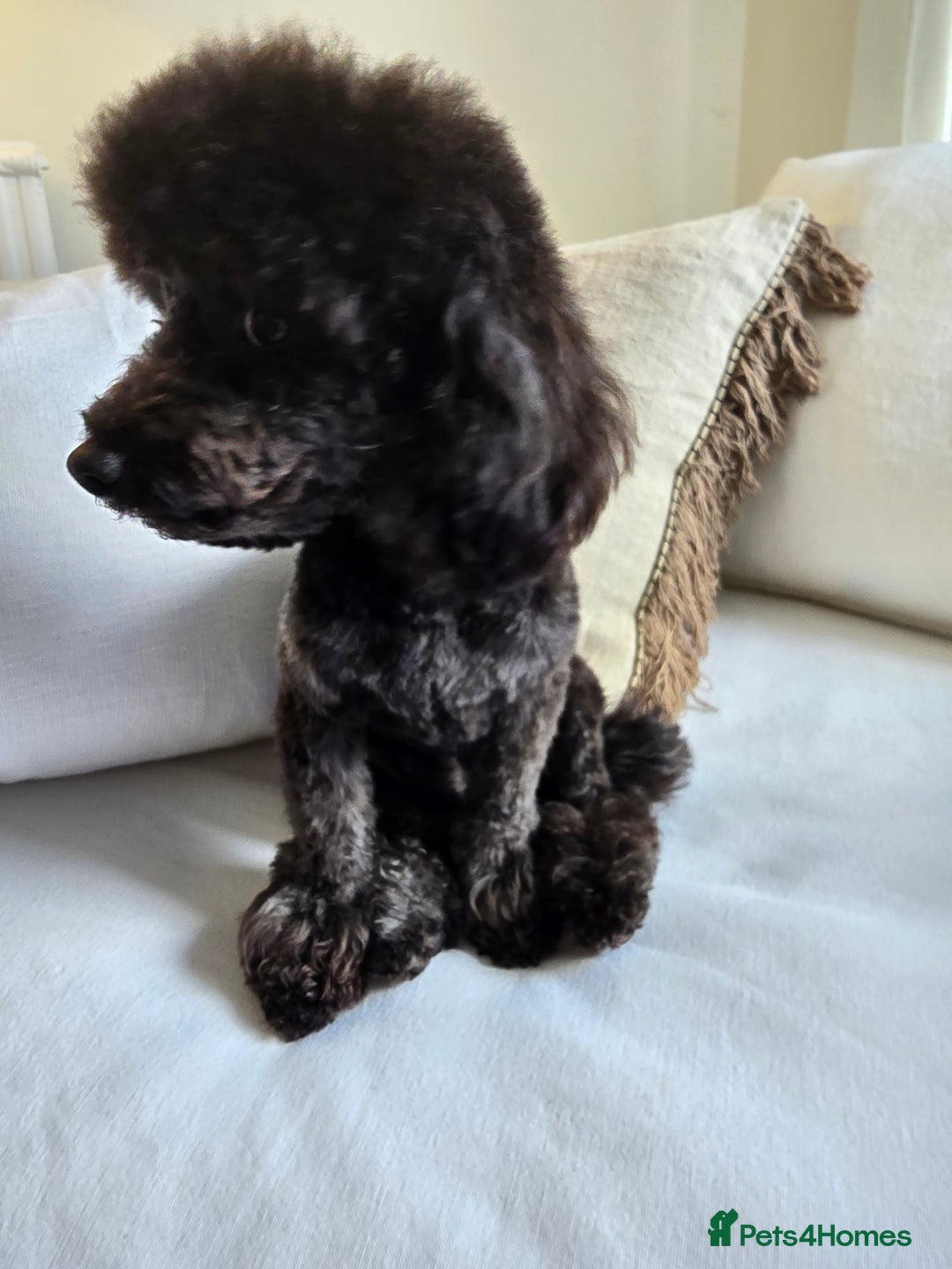 Toy Poodle dogs for sale: Asian toy poodle  - Image 5