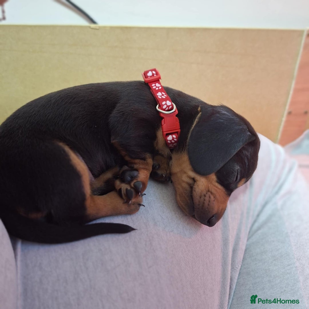 Miniature Dachshund dogs for sale: 5 gorgeous miniature dachshund puppies for sale  - Image 40