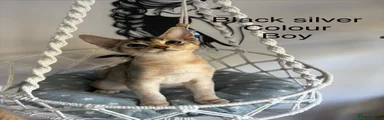 Abyssinian Kitten 5