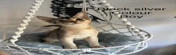 Abyssinian cats for sale: Beautiful abyssinian kittens - Advert 10