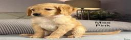 Goldendoodle dogs for sale: BEAUTIFUL HEALTHY LOVING PUPPIES  - Advert 21