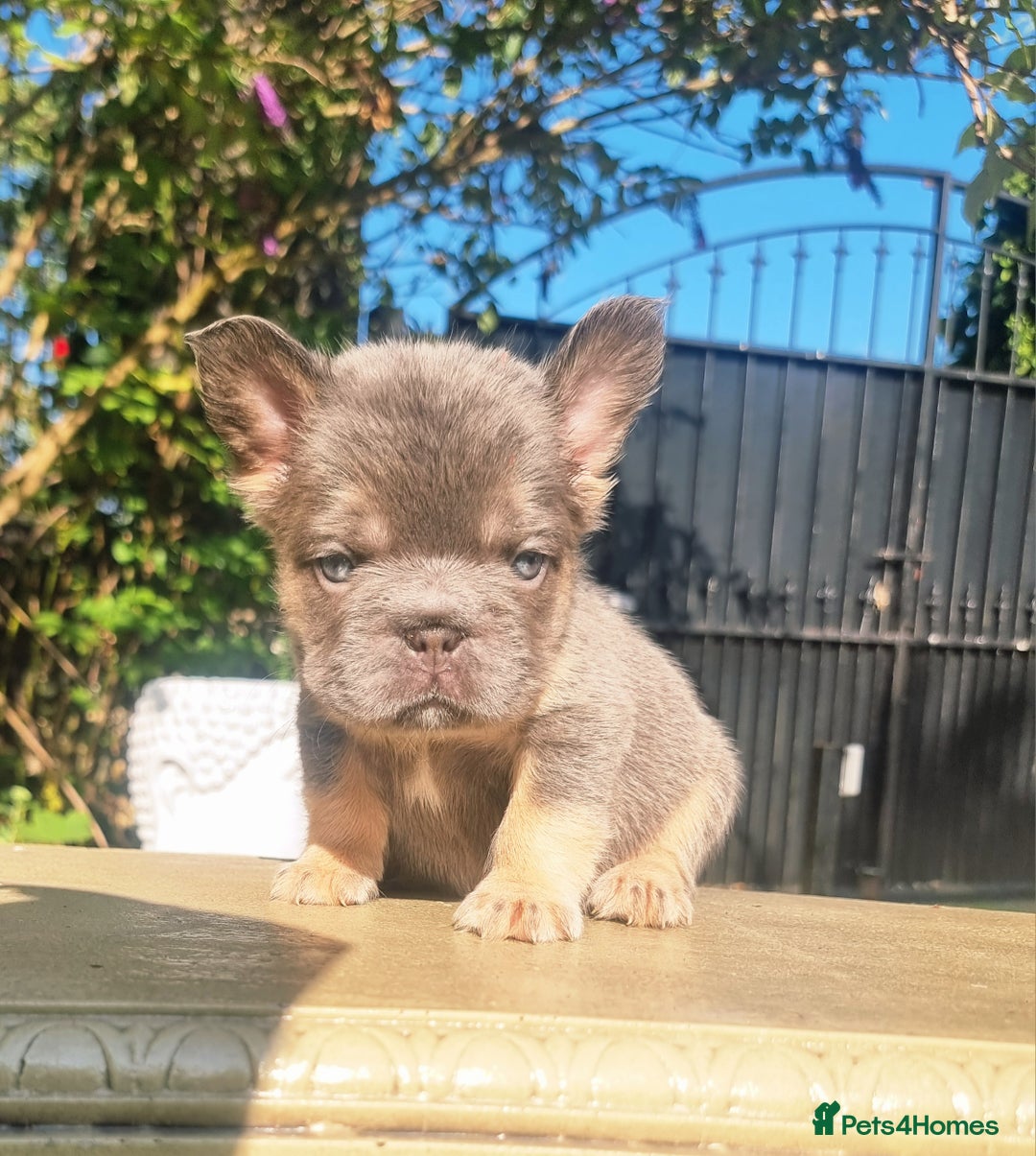 French Bulldog dogs for sale: Beautiful French bulldogs - Image 12