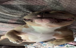 Mixed Breed dogs for sale: Pocket bully - Image 2