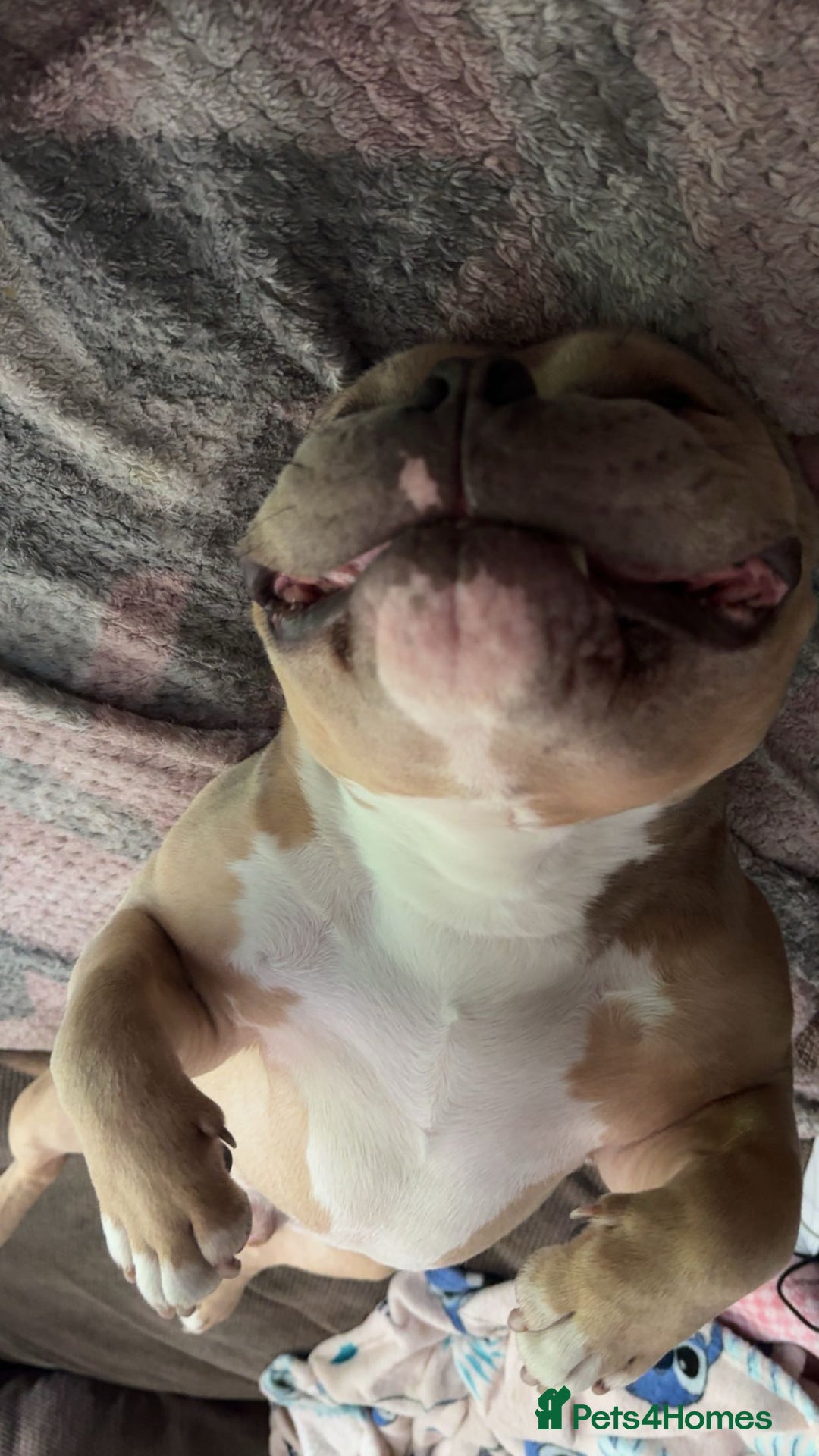 Mixed Breed dogs for sale: Pocket bully - Image 2