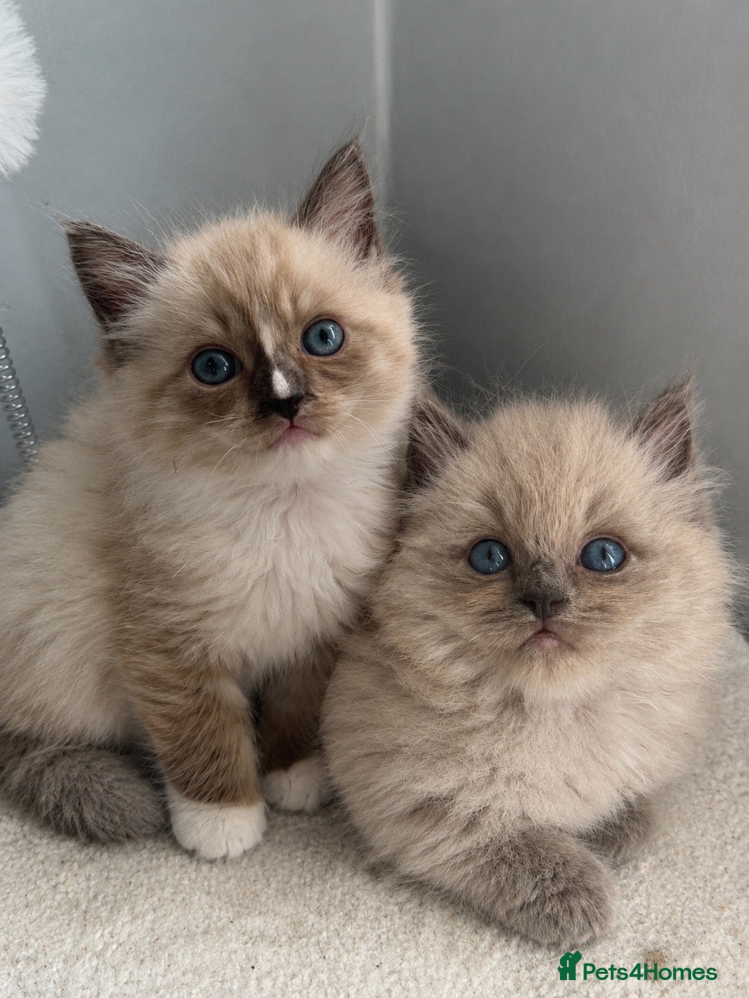 Ragdoll cats Gorgeous pedigree ragdoll kittens  - Advert 10