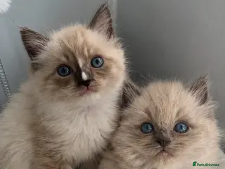 Ragdoll cats Gorgeous pedigree ragdoll kittens - Advert 18