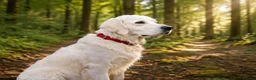 Golden Retriever dogs for sale: DNA Health tested - Champion Lines  - Advert 4