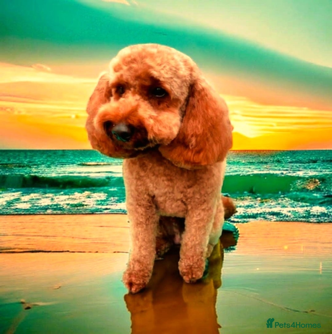 Miniature Poodle dogs for sale: Stunning Red KC Miniature Poodles-Champion Lines - Advert 4