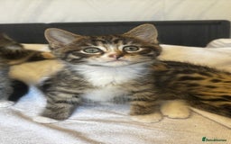 Norwegian Forest Cat cats for sale: Beautiful fluffy kittens - Image 18