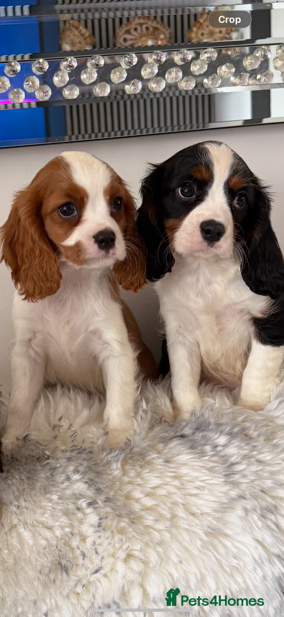 Cavalier King Charles Spaniel dogs 🐶Kc cavalier dna clear puppies 🐶3 boys left - Advert 1
