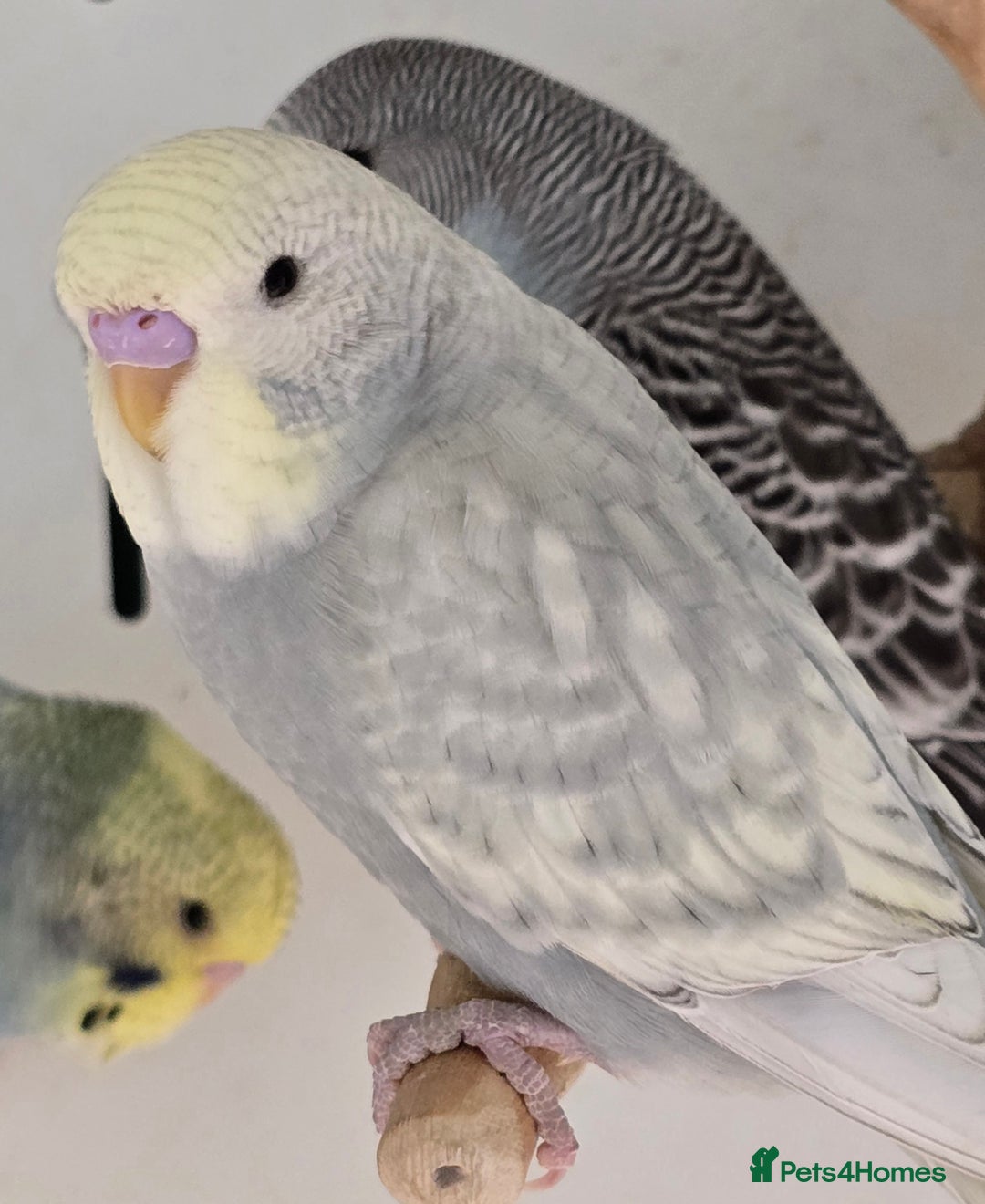 Budgerigars birds for sale: Stunning Baby Budgies available now!!! - Advert 2