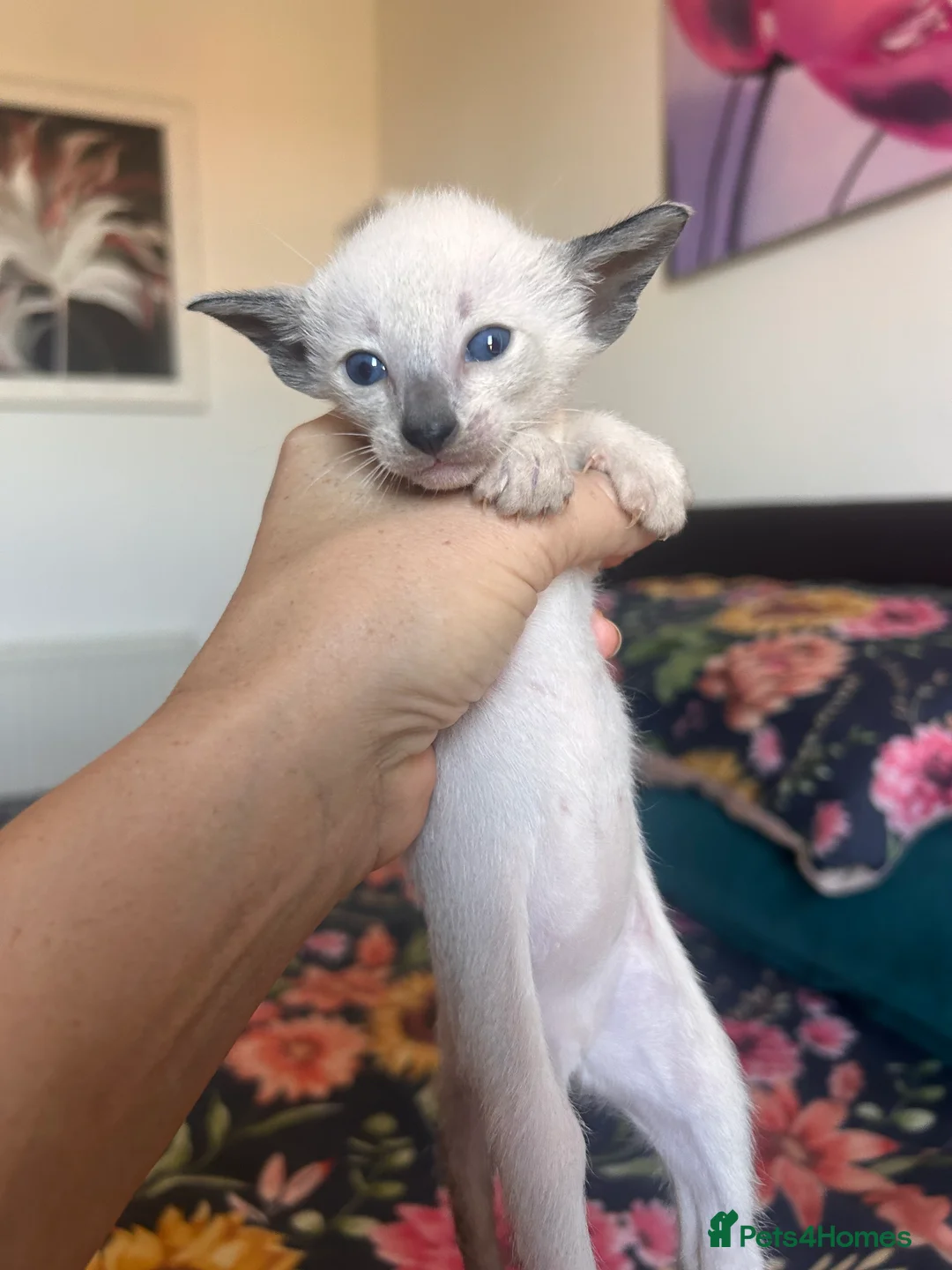 Oriental cats for sale: Oriental beautiful kittens  - Advert 2