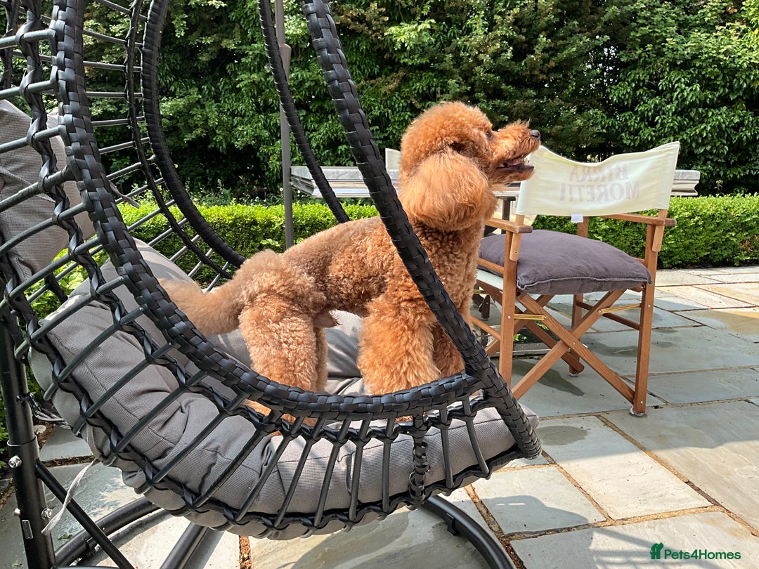 Toy Poodle dogs for stud: MULTI-AWARD WINNING SHOW DOG FOR STUD✨🐩 - Image 4