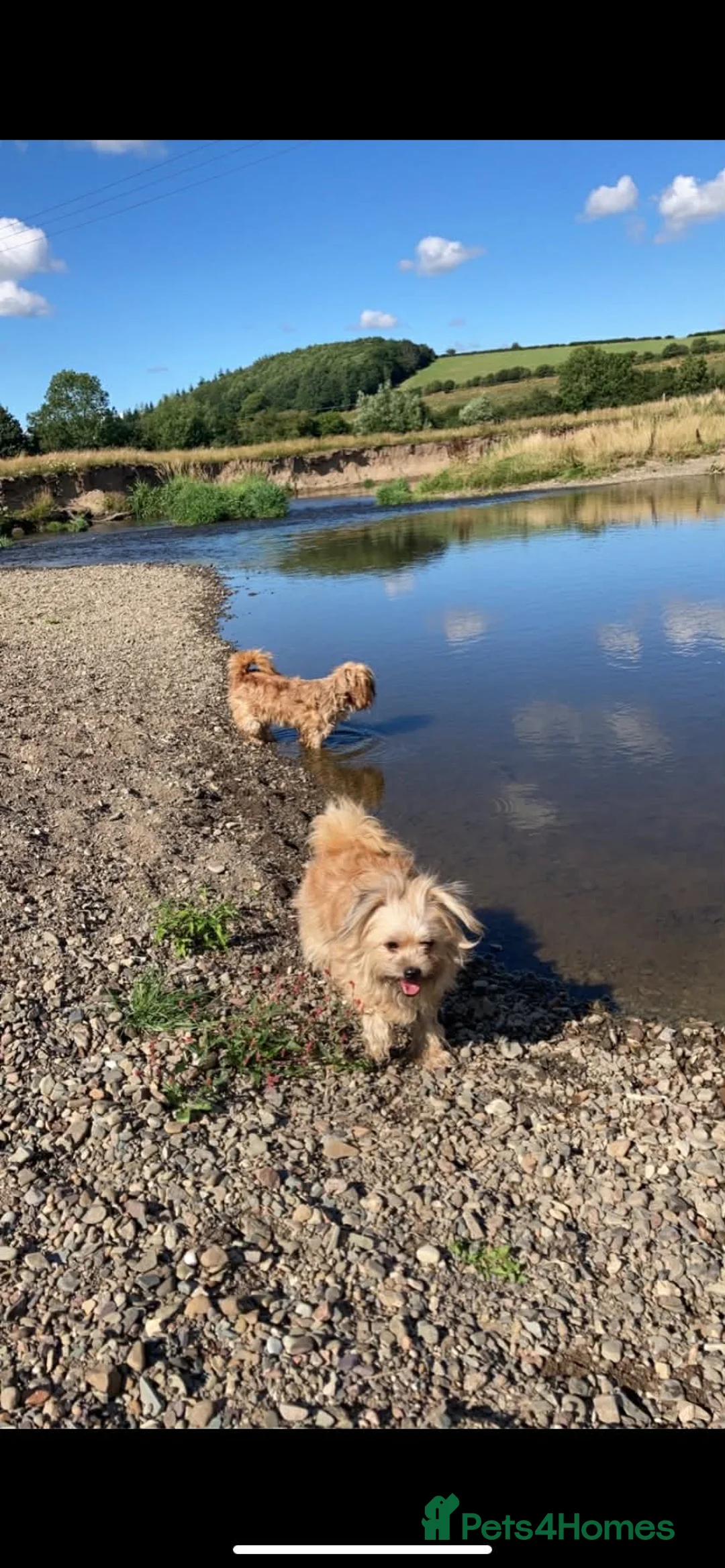 Mixed Breed dogs for adoption: Gorgeous sisters available for adoption  - Advert 4