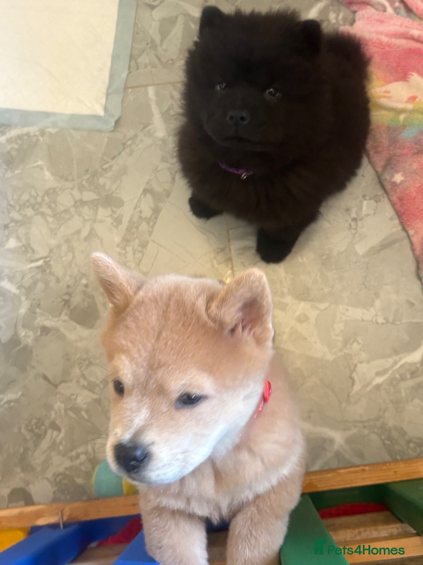 Chow Chow dogs Chows ready and reduced  !!! - Advert 7
