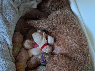 Maltipoo dogs Our Wilma's Octet of Maltipoos! - Advert 6