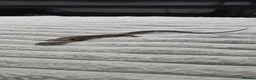 Skink reptiles for sale: 1yo male pink tounge skink  - Advert 5