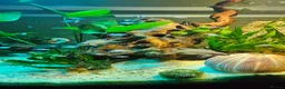 Cichlids fish for sale: Fairy cichlids - Advert 7