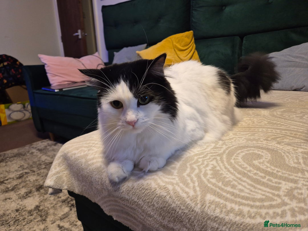 Mixed Breed cats for sale: Loving Indoor Cat Looking for a Good New Home - Image 3