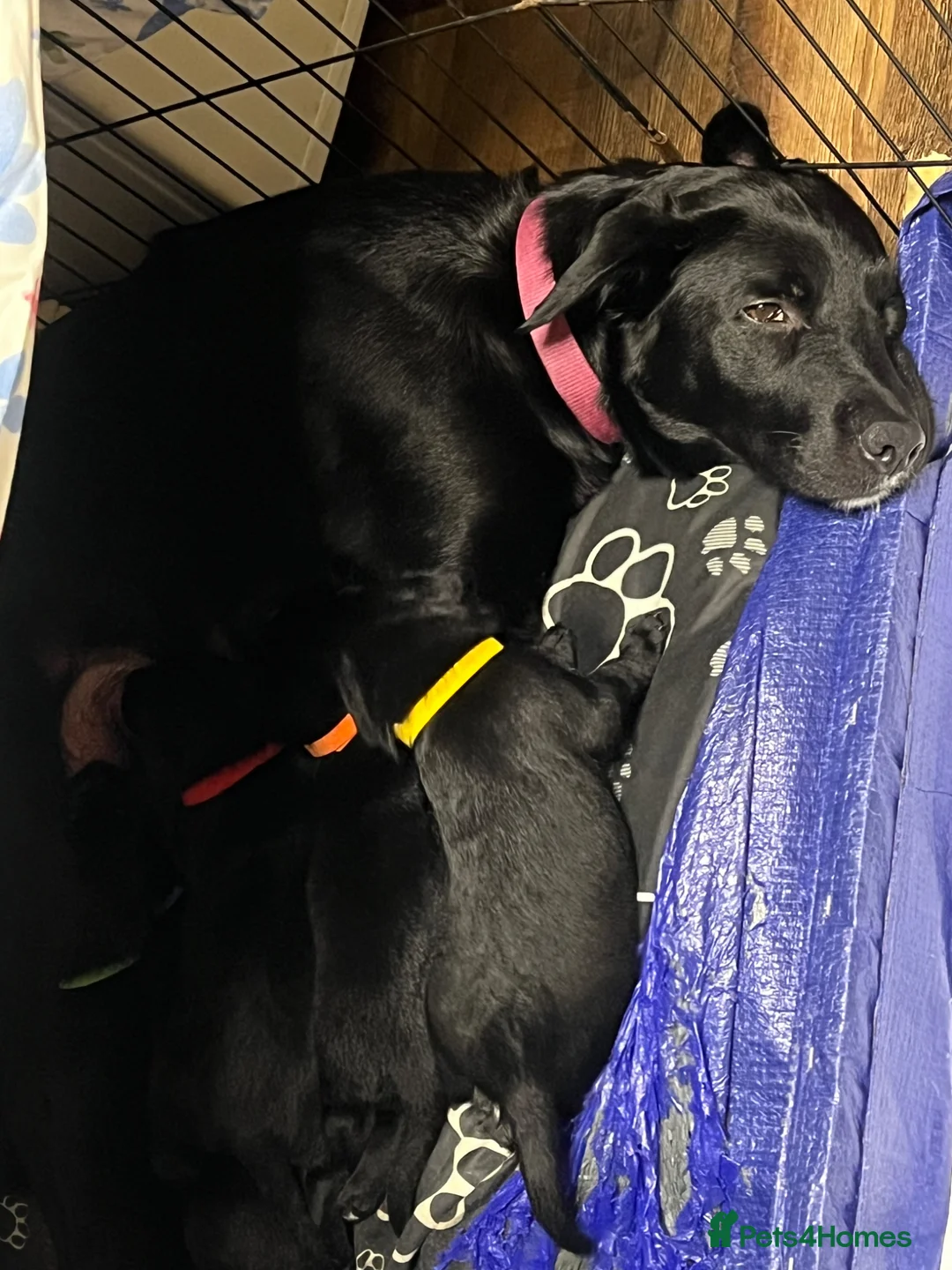 Borador dogs for sale: Borador puppies  - Advert 1