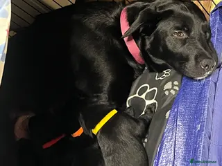 Borador dogs Borador puppies - Advert 15