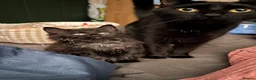 British Longhair cats for sale: Gorgeous,fluffy,mixed breed long haired kittens - Advert 1