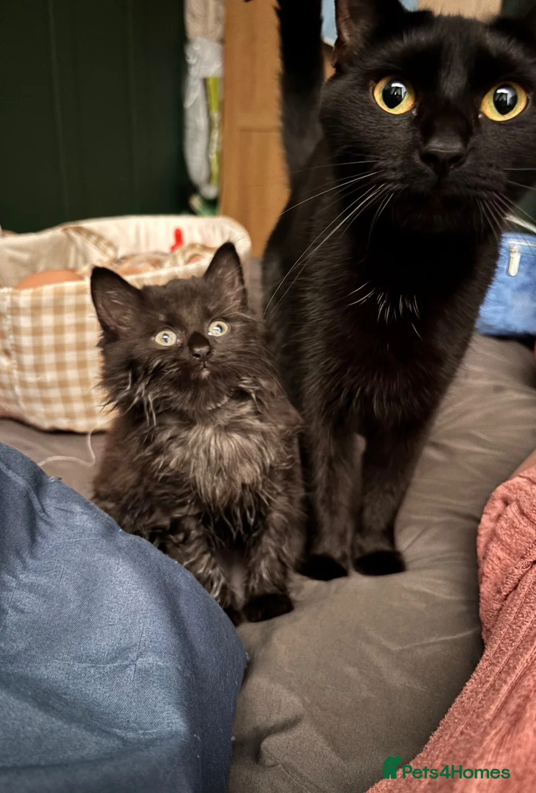 British Longhair cats for sale: Gorgeous,fluffy,mixed breed long haired kittens - Advert 1
