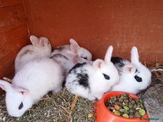 English Spot rabbits - Advert 5