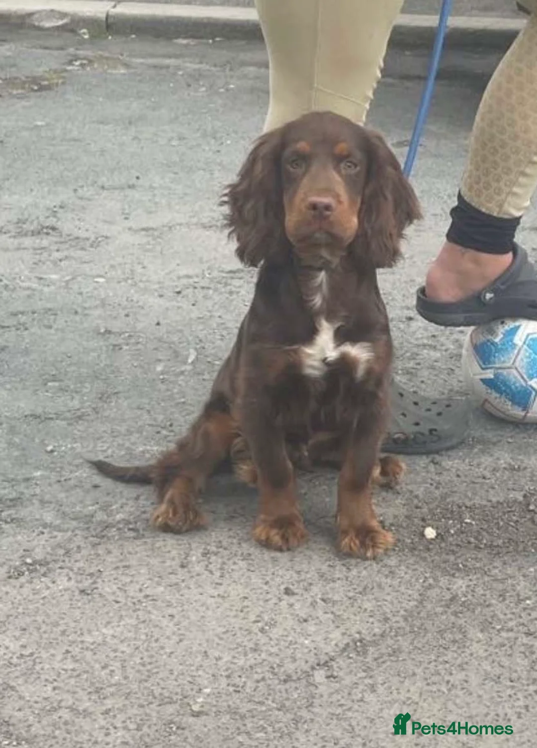 Cocker Spaniel dogs for sale: Cocker spaniel puppies in Bishop Auckland - Advert 7