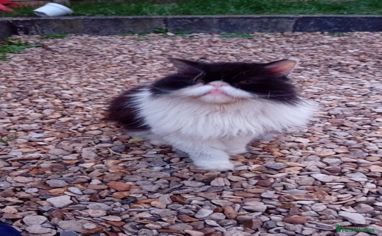 Persian cats - Advert 6