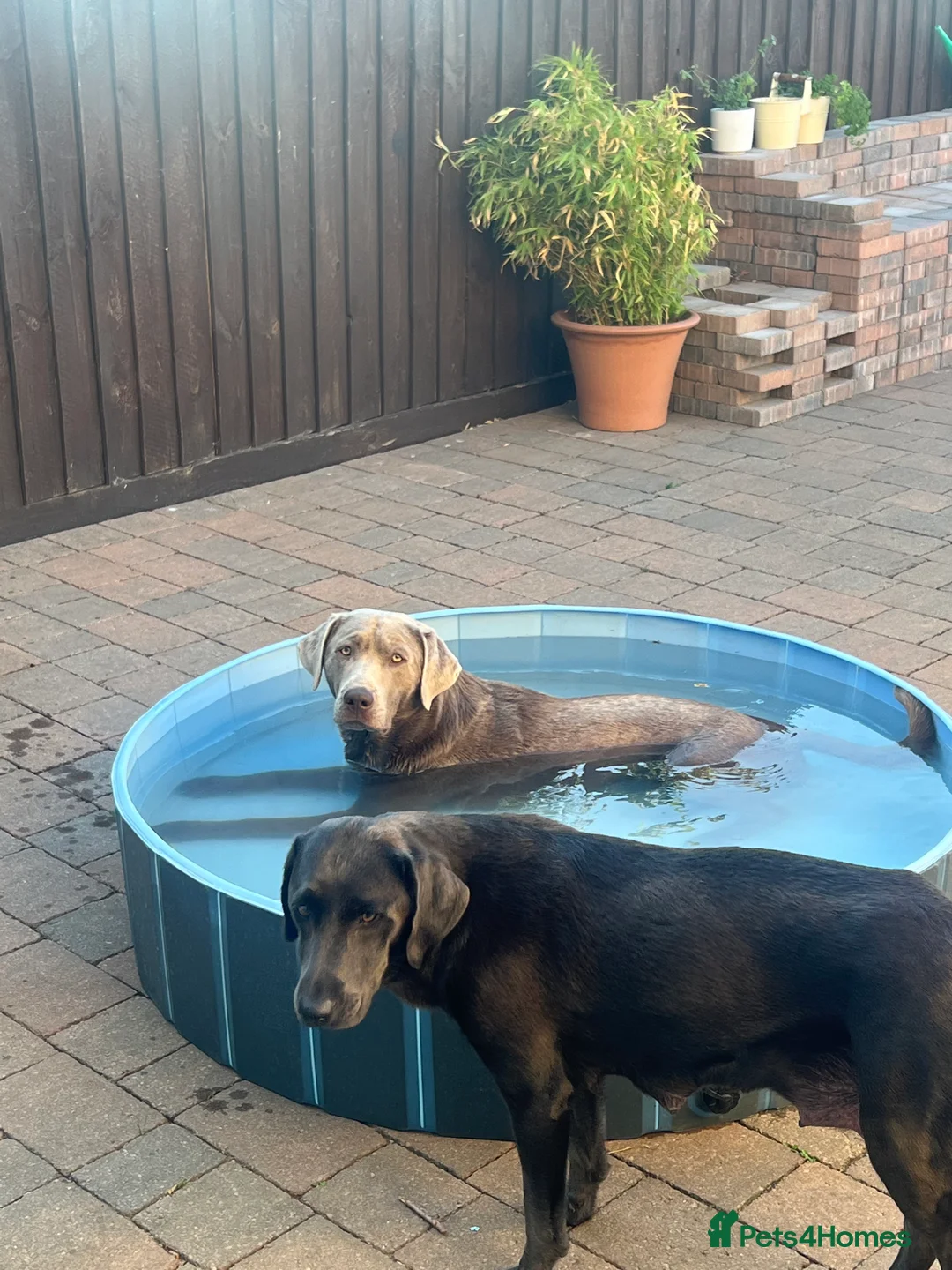 Labrador Retriever dogs for stud: Championship lines, KC silver lab stud 0.0% COI in Cambridge - Advert 21