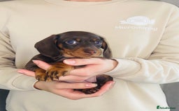 Miniature Dachshund dogs for sale: KC Championship line miniature dachshunds  - Image 29