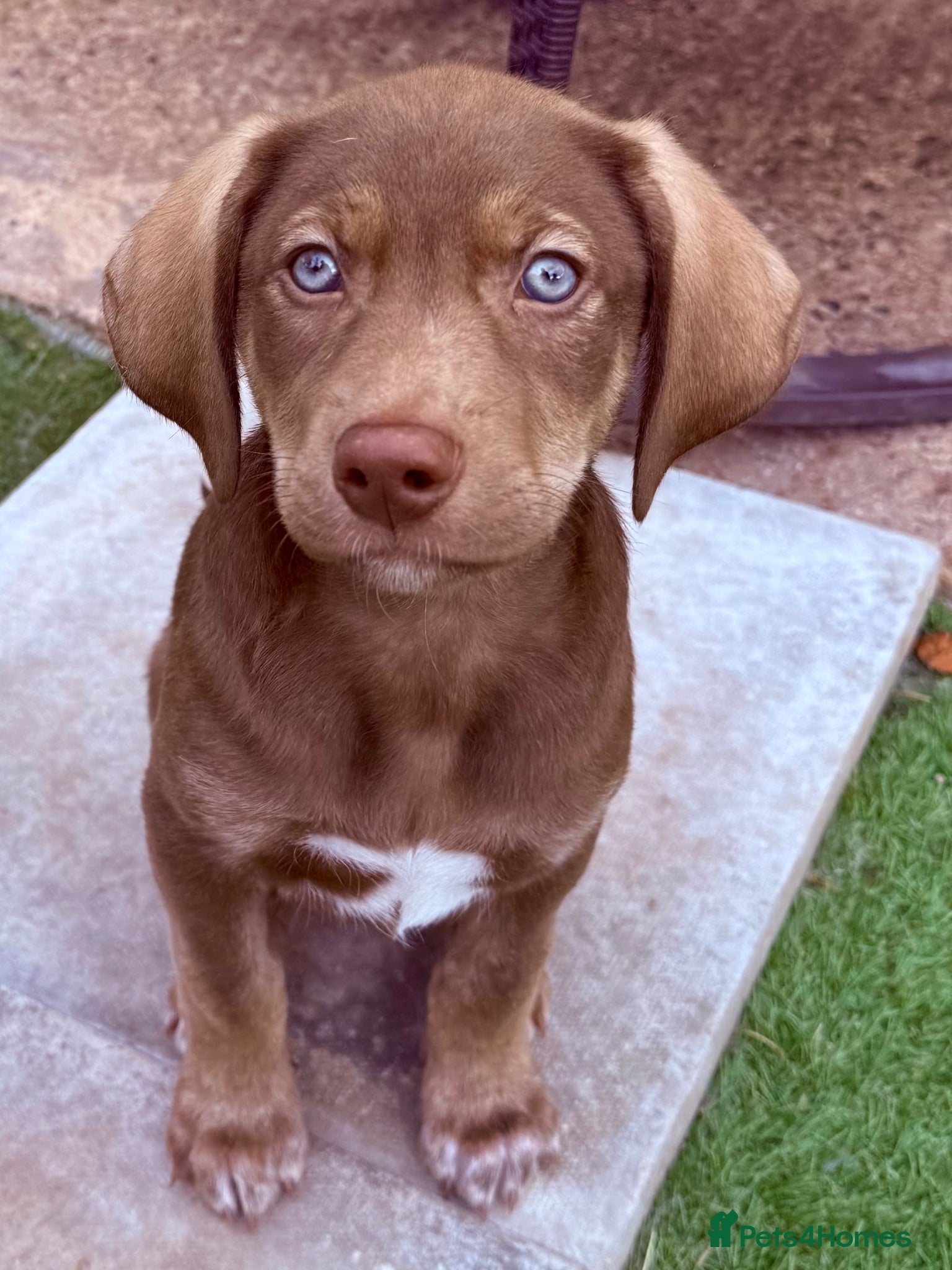 Mixed Breed dogs ReadyNow🏡Siberian Shepsky x Weimaraner Pups ❤️ - Advert 1