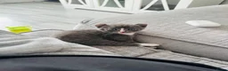 Mixed Breed cats for sale: Stunning Mixed Coloured Kittens!  - Advert 4