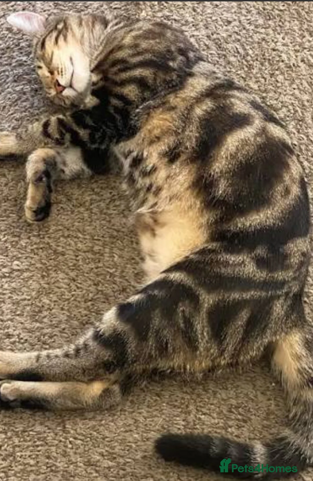 Bengal cats for sale: Bengal tabby  in Reading - Advert 2