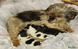 Jack Russell dogs for sale: Two jackrussel puppy's for sale - Image 2