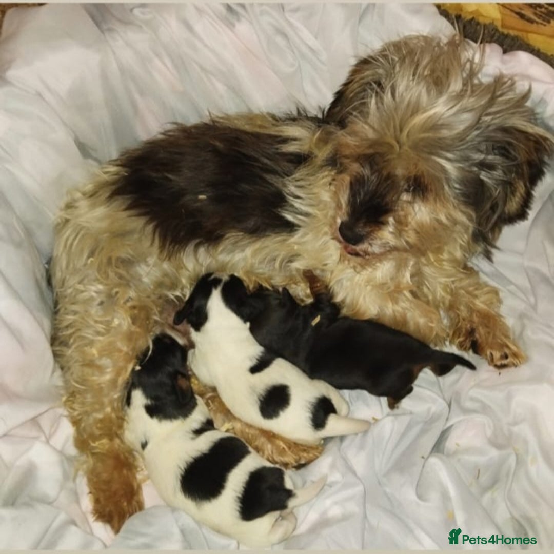 Jack Russell dogs for sale: Two jackrussel puppy's for sale - Image 2