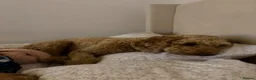 Cockapoo dogs for sale: Peppa in Sittingbourne - Advert 3