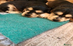 Cocker Spaniel dogs for sale: Beautiful litter of KC reg Cocker Spaniel puppies - Image 10